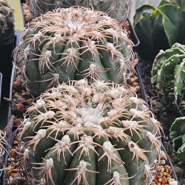 Gymnocalycium spegazzinii var. punillense JN105